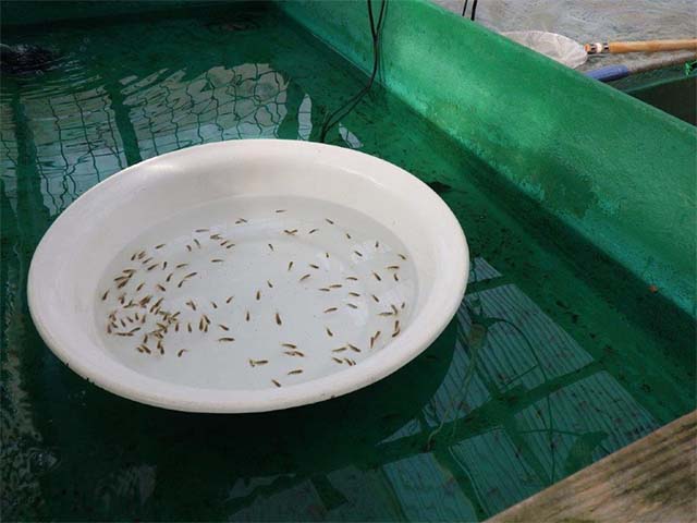 愛知超優良系統