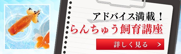 らんちゅう飼育講座