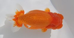 上物・種用らんちゅうの販売 / らんちゅうの販売・通販 三共組
