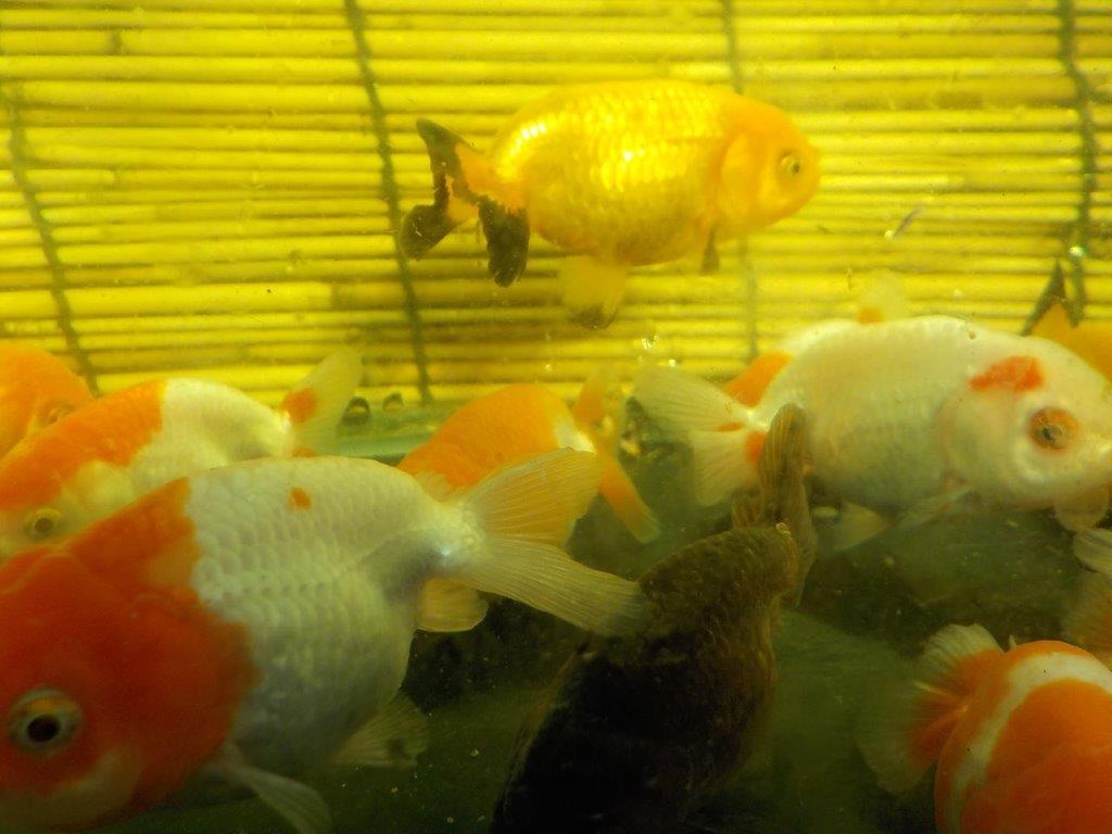 金魚の本場 弥富産 綺麗な豆らんちゅう更紗がメイン 約７cm 5尾セット 水槽飼育に最適 あと２セット らんちゅうの販売 通販 三共組