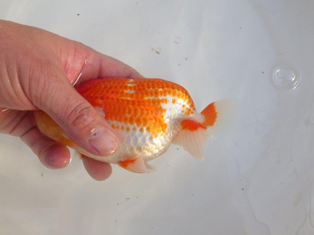 【田中氏】小豆系の綺麗な柄をした赤勝ち更紗らんちゅう　明け弐歳魚　 　約15ｃｍ　オス？