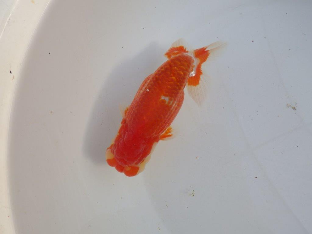 【田中氏】小豆系の綺麗な柄をした赤勝ち更紗らんちゅう　明け弐歳魚　 　約15ｃｍ　オス？