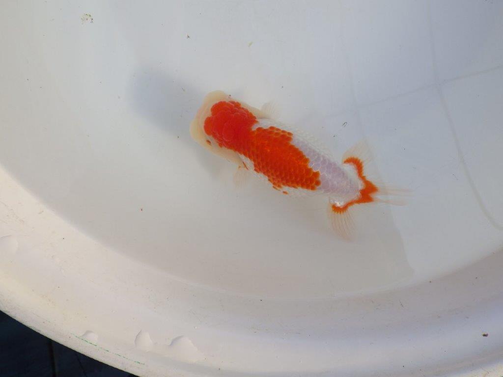 【田中氏】しっかりした体系の白勝ち更紗らんちゅう　明け弐歳魚　 　約15ｃｍ　メス？