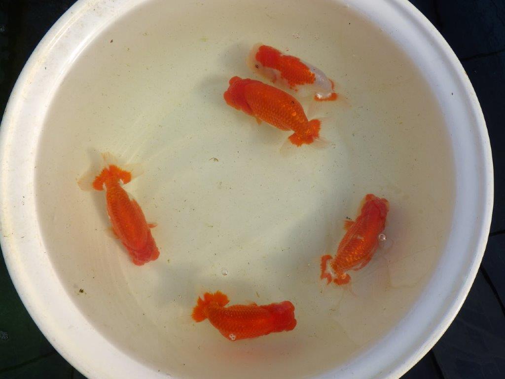 【田中氏】しっかりした体系の白勝ち更紗らんちゅう　明け弐歳魚　 　約15ｃｍ　メス？