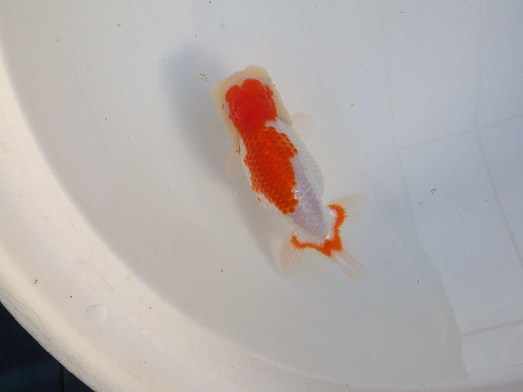 【田中氏】しっかりした体系の白勝ち更紗らんちゅう　明け弐歳魚　 　約15ｃｍ　メス？