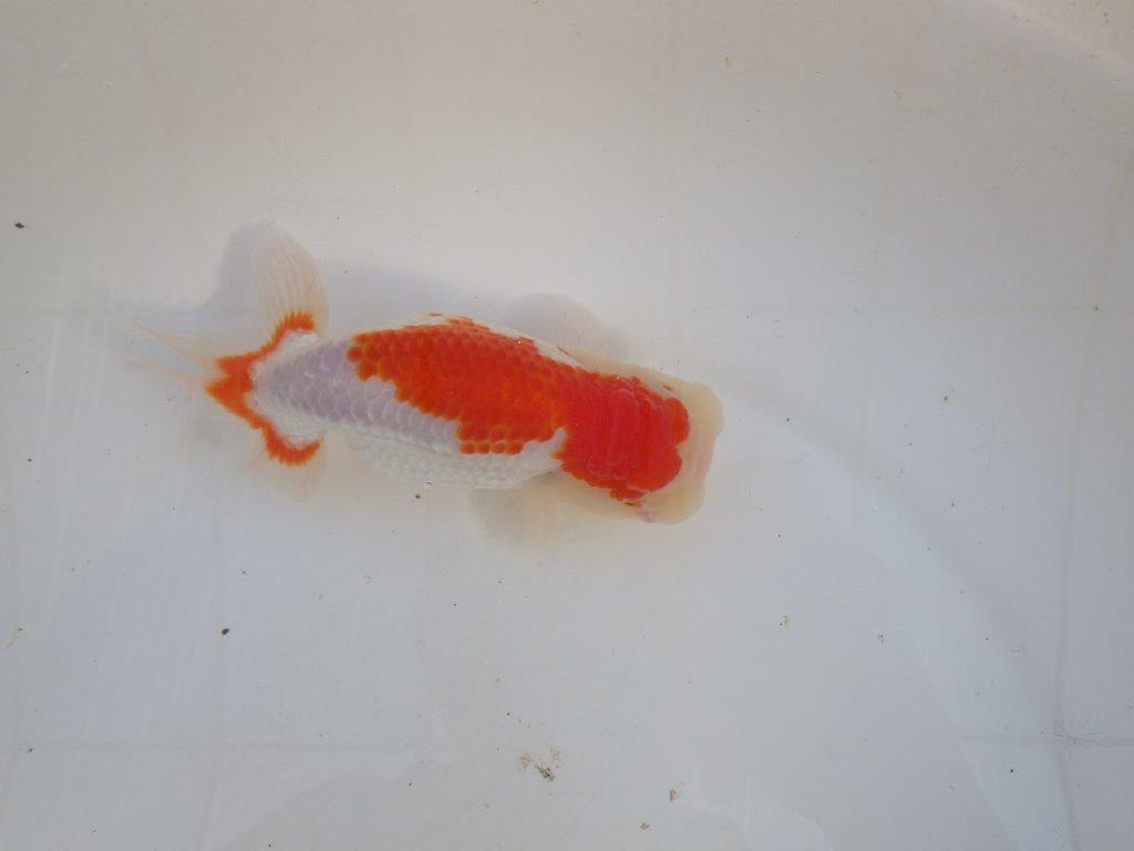 【田中氏】しっかりした体系の白勝ち更紗らんちゅう　明け弐歳魚　 　約15ｃｍ　メス？