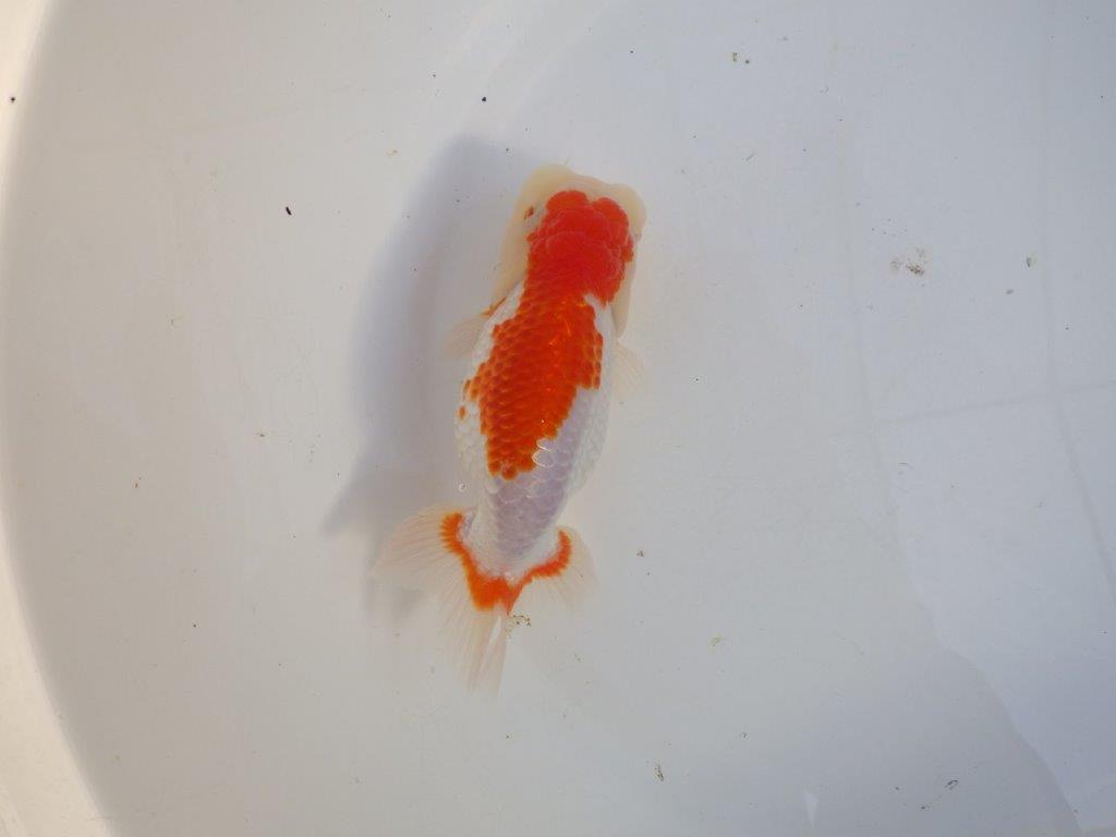 【田中氏】しっかりした体系の白勝ち更紗らんちゅう　明け弐歳魚　 　約15ｃｍ　メス？