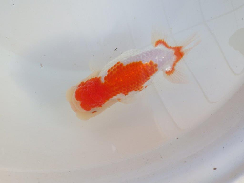 【田中氏】しっかりした体系の白勝ち更紗らんちゅう　明け弐歳魚　 　約15ｃｍ　メス？の上身