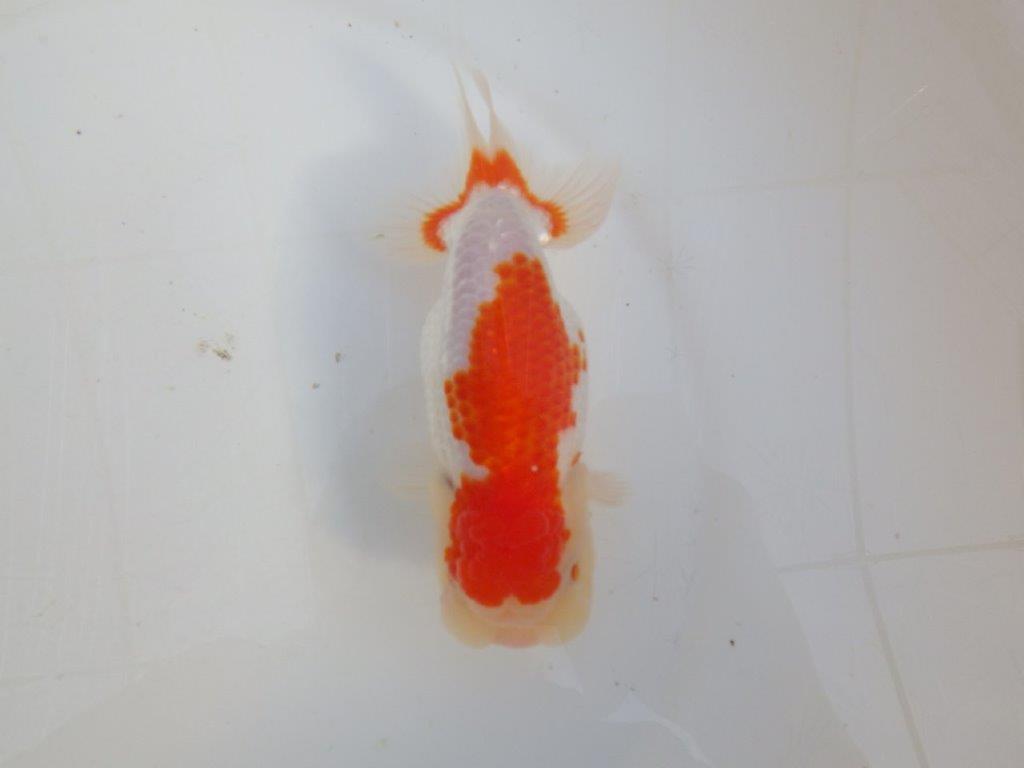 【田中氏】しっかりした体系の白勝ち更紗らんちゅう　明け弐歳魚　 　約15ｃｍ　メス？