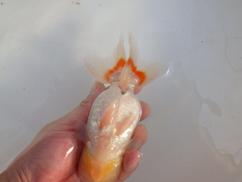 【田中氏】しっかりした体系の白勝ち更紗らんちゅう　明け弐歳魚　 　約15ｃｍ　メス？