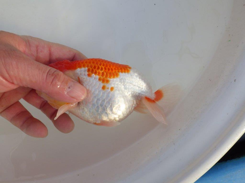 【田中氏】しっかりした体系の白勝ち更紗らんちゅう　明け弐歳魚　 　約15ｃｍ　メス？