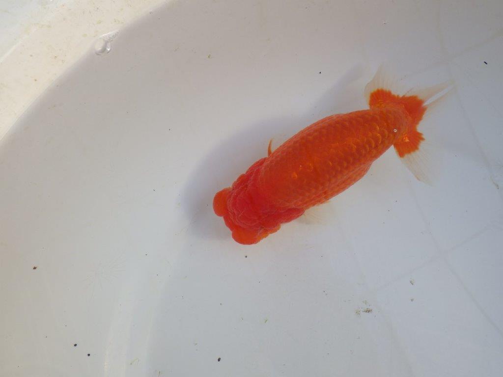 【田中氏】素晴らしい雰囲気の赤勝ち更紗らんちゅう　明け弐歳魚　 　約15,5ｃｍ　メス？