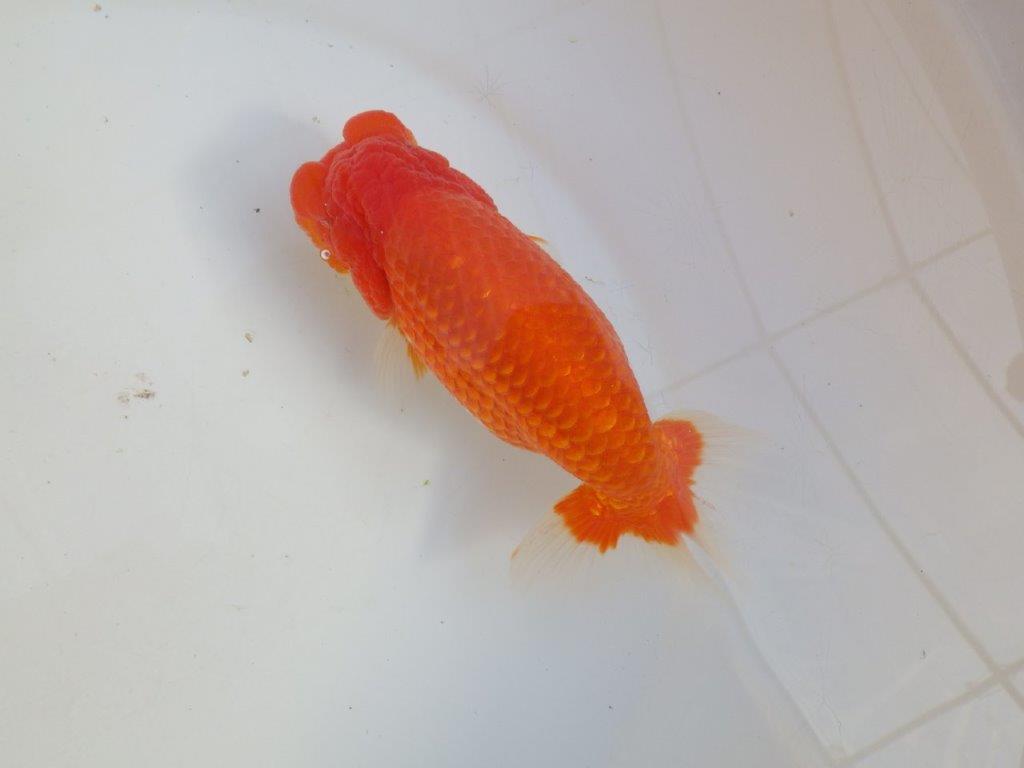 【田中氏】素晴らしい雰囲気の赤勝ち更紗らんちゅう　明け弐歳魚　 　約15,5ｃｍ　メス？の上身