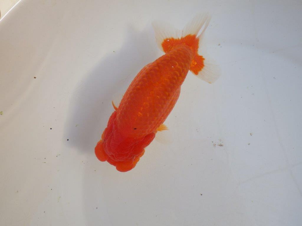 【田中氏】素晴らしい雰囲気の赤勝ち更紗らんちゅう　明け弐歳魚　 　約15,5ｃｍ　メス？