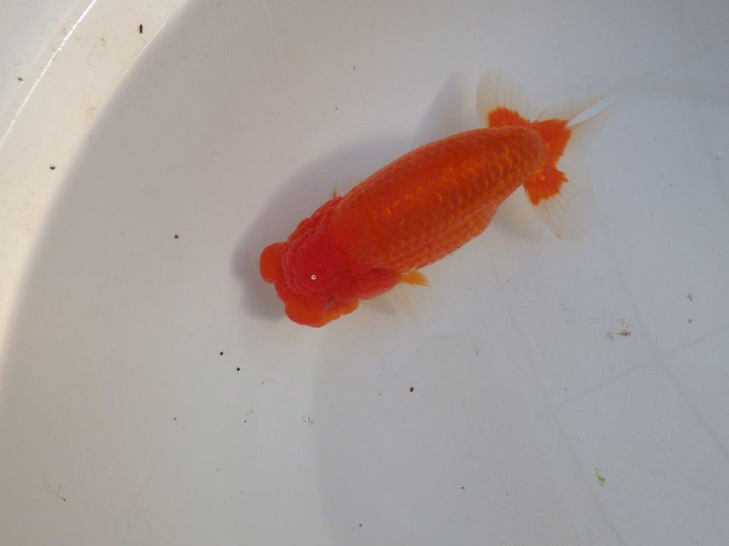 【田中氏】素晴らしい雰囲気の赤勝ち更紗らんちゅう　明け弐歳魚　 　約15,5ｃｍ　メス？