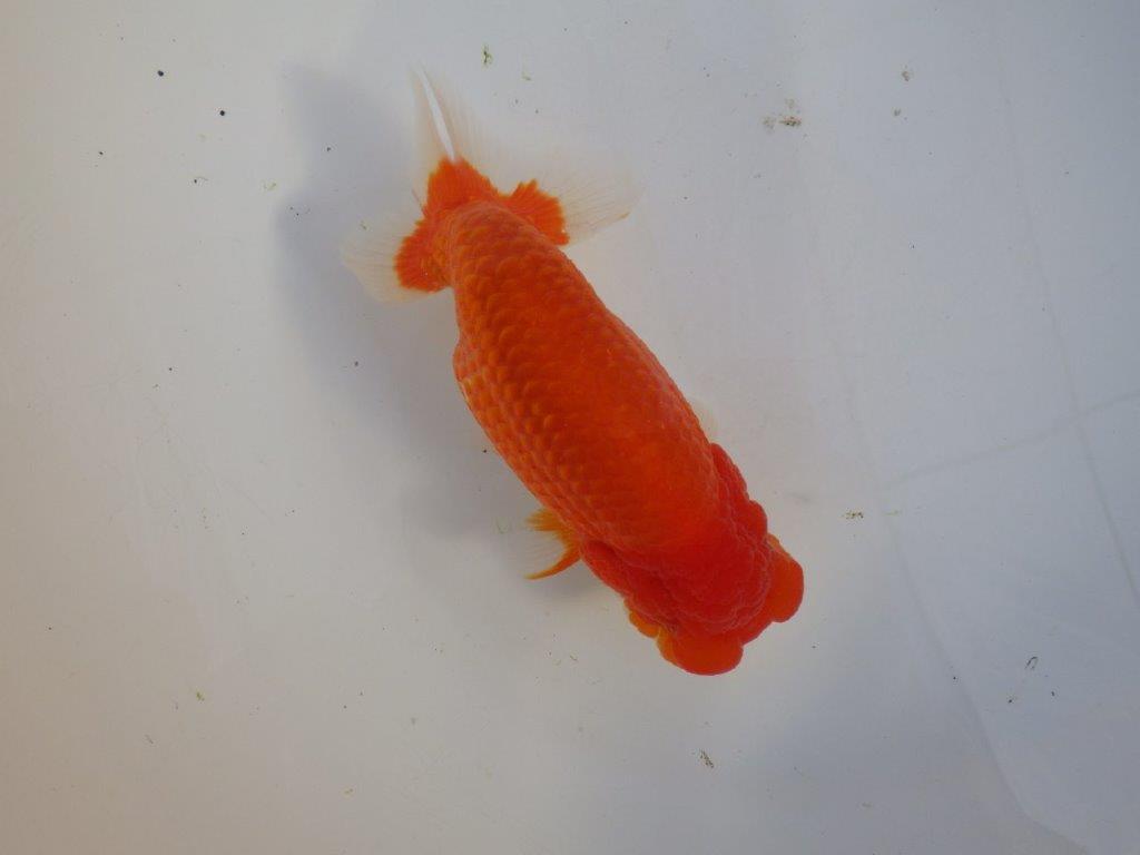 【田中氏】素晴らしい雰囲気の赤勝ち更紗らんちゅう　明け弐歳魚　 　約15,5ｃｍ　メス？