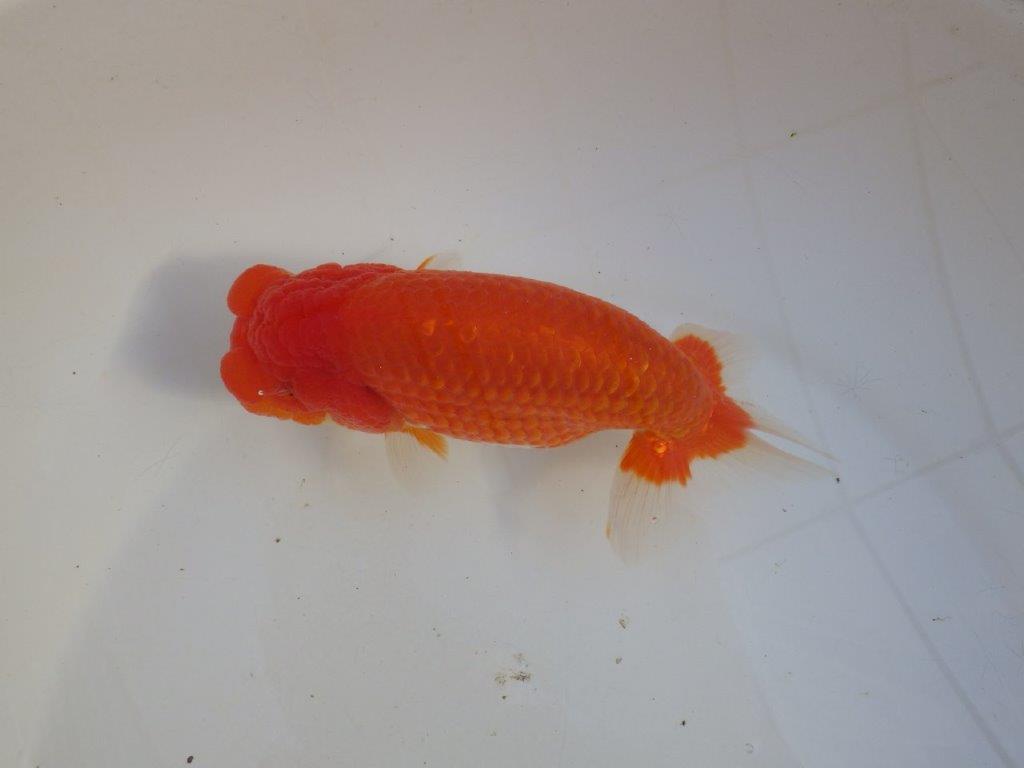【田中氏】素晴らしい雰囲気の赤勝ち更紗らんちゅう　明け弐歳魚　 　約15,5ｃｍ　メス？