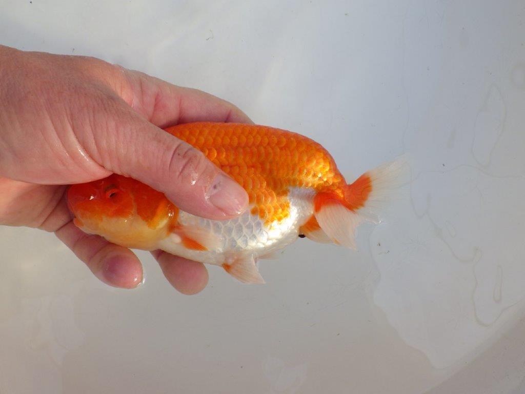 【田中氏】素晴らしい雰囲気の赤勝ち更紗らんちゅう　明け弐歳魚　 　約15,5ｃｍ　メス？