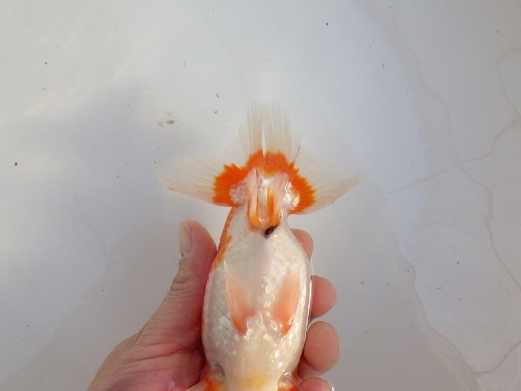 【田中氏】素晴らしい雰囲気の赤勝ち更紗らんちゅう　明け弐歳魚　 　約15,5ｃｍ　メス？