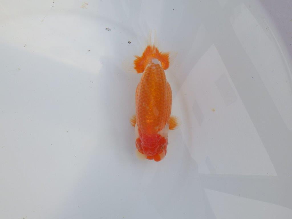 【三重　実力派ブリーダーN様】背,腰も綺麗で飼い込みお勧め　明け二歳らんちゅう　約13,5㎝　オス ？