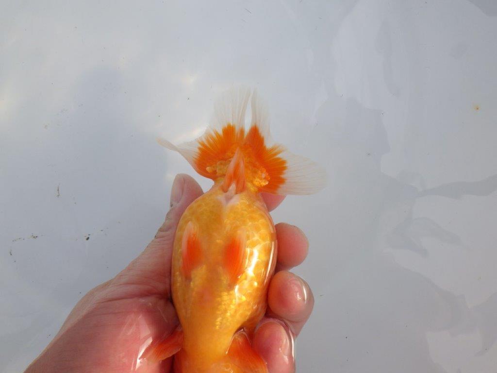 【三重　実力派ブリーダーN様】背,腰も綺麗で飼い込みお勧め　明け二歳らんちゅう　約13,5㎝　オス ？