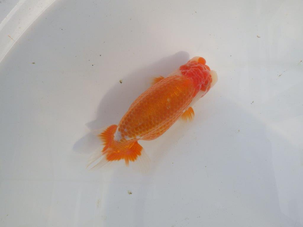 【三重　実力派ブリーダーN様】背,腰も綺麗で飼い込みお勧め　明け二歳らんちゅう　約13,5㎝　オス ？