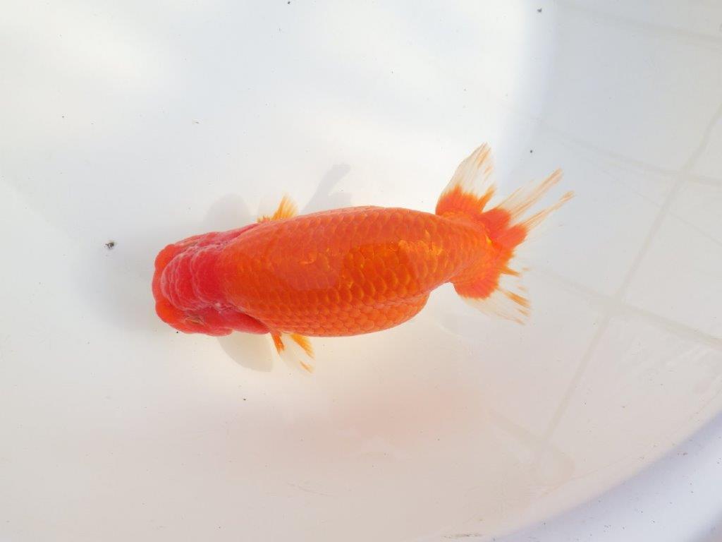 【なおちん金魚氏】成長力のある系統 明け二歳らんちゅうA 約16,5㎝ メス