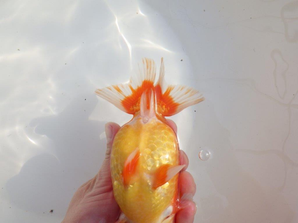 【なおちん金魚氏】成長力のある系統 明け二歳らんちゅうA 約16,5㎝ メス