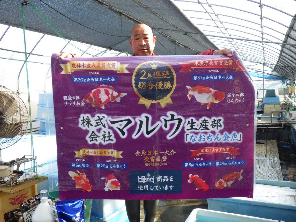 【なおちん金魚氏】成長力のある系統 明け二歳らんちゅうA 約16,5㎝ メス