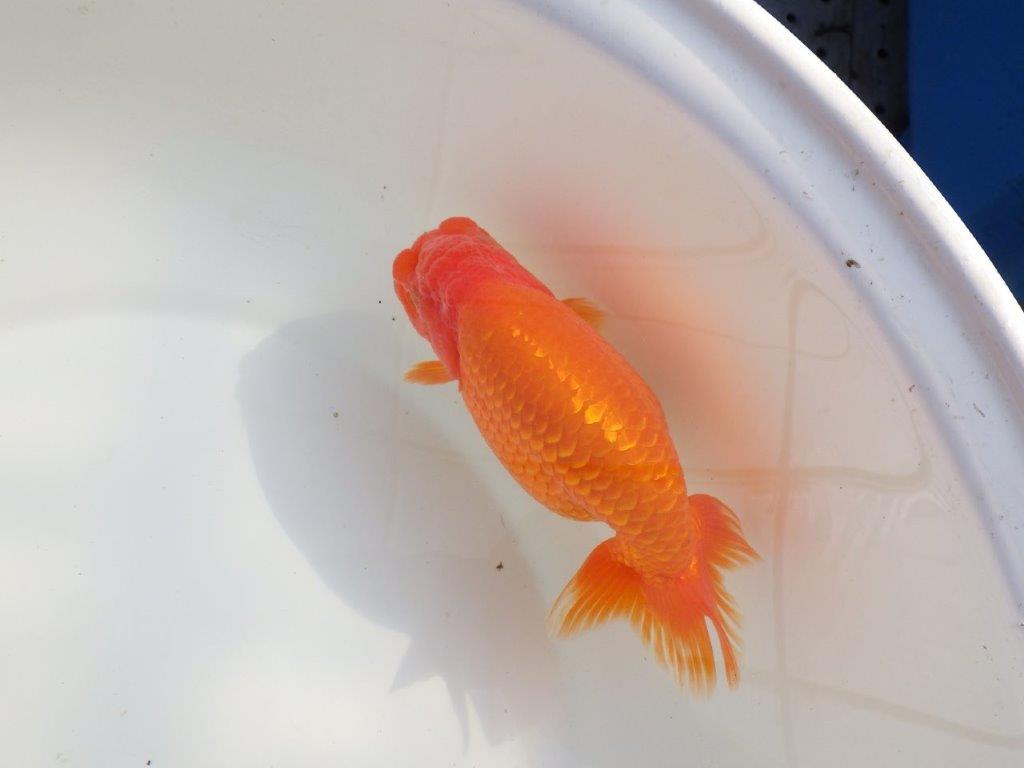 【なおちん金魚氏】成長力のある系統 明け二歳らんちゅうB 約16㎝ メス 背も綺麗