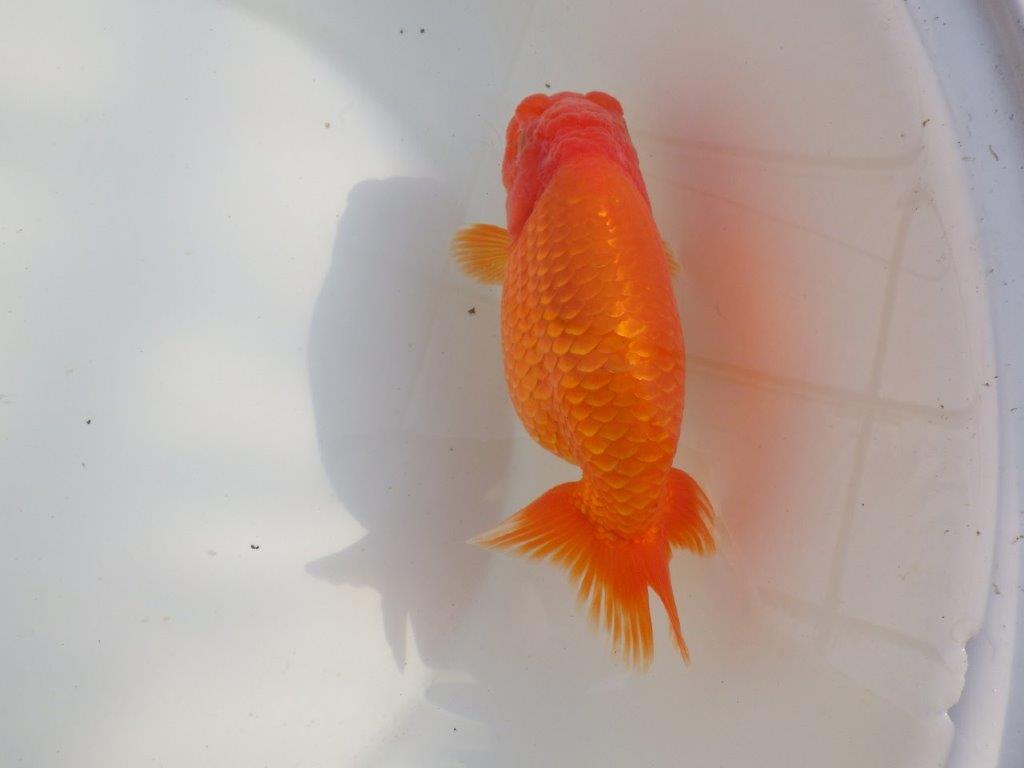 【なおちん金魚氏】成長力のある系統 明け二歳らんちゅうB 約16㎝ メス 背も綺麗