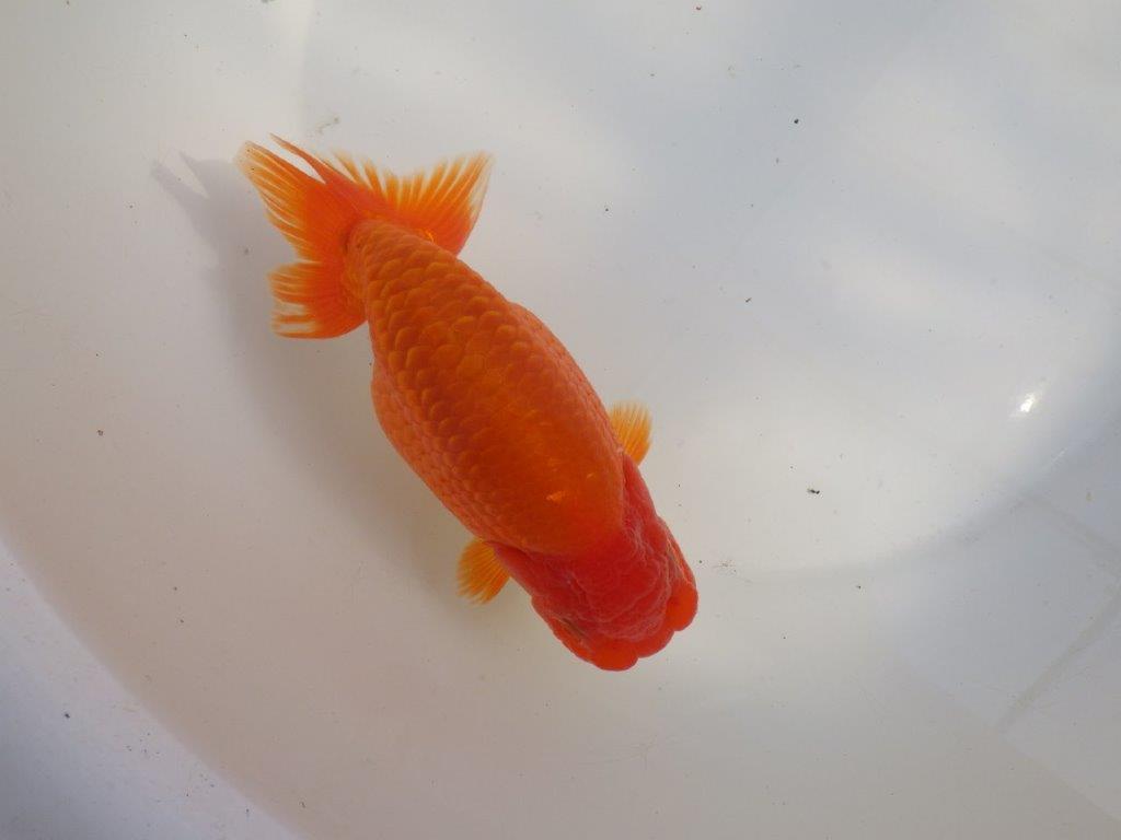 【なおちん金魚氏】成長力のある系統 明け二歳らんちゅうB 約16㎝ メス 背も綺麗