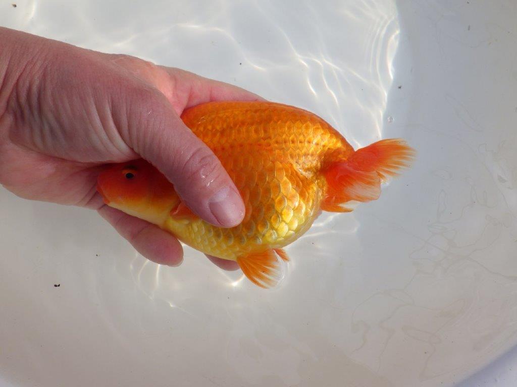【なおちん金魚氏】成長力のある系統 明け二歳らんちゅうB 約16㎝ メス 背も綺麗