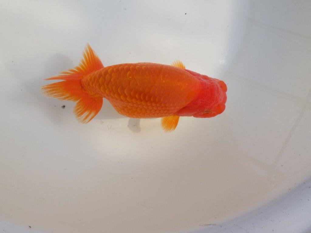 【なおちん金魚氏】成長力のある系統 明け二歳らんちゅうB 約16㎝ メス 背も綺麗