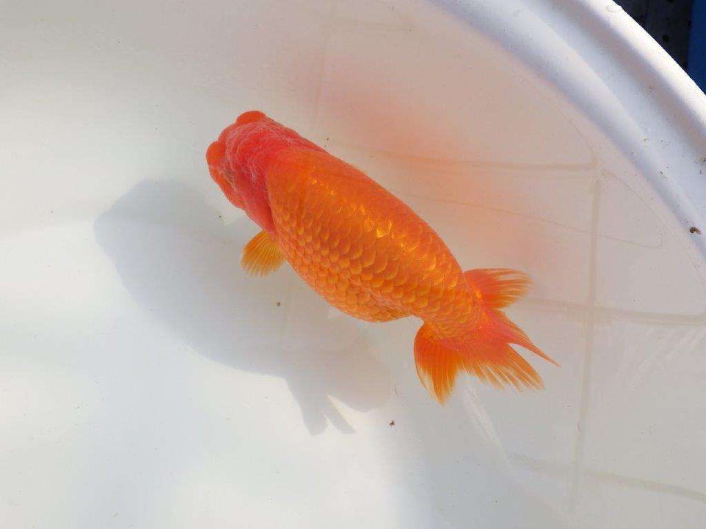 【なおちん金魚氏】成長力のある系統 明け二歳らんちゅうB 約16㎝ メス 背も綺麗