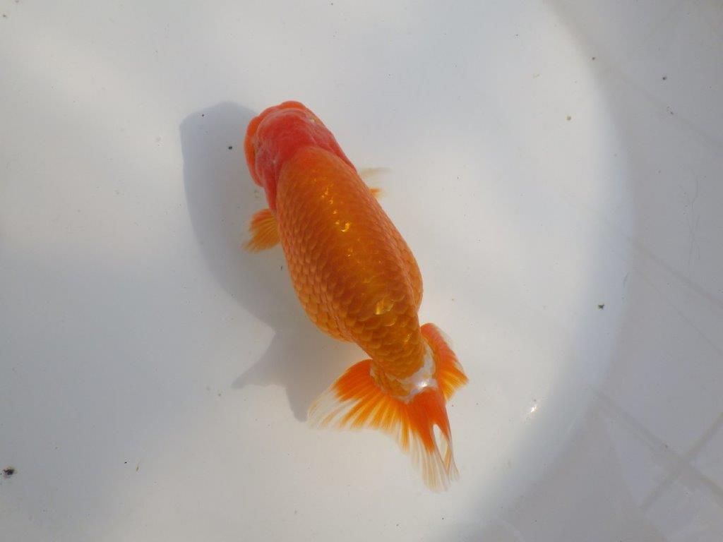 【なおちん金魚氏】成長力のある系統 明け二歳らんちゅうC 約14,5㎝ オス 尾型も背も良い