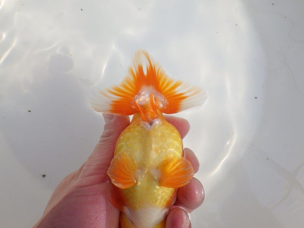 【なおちん金魚氏】成長力のある系統 明け二歳らんちゅうC 約14,5㎝ オス 尾型も背も良い