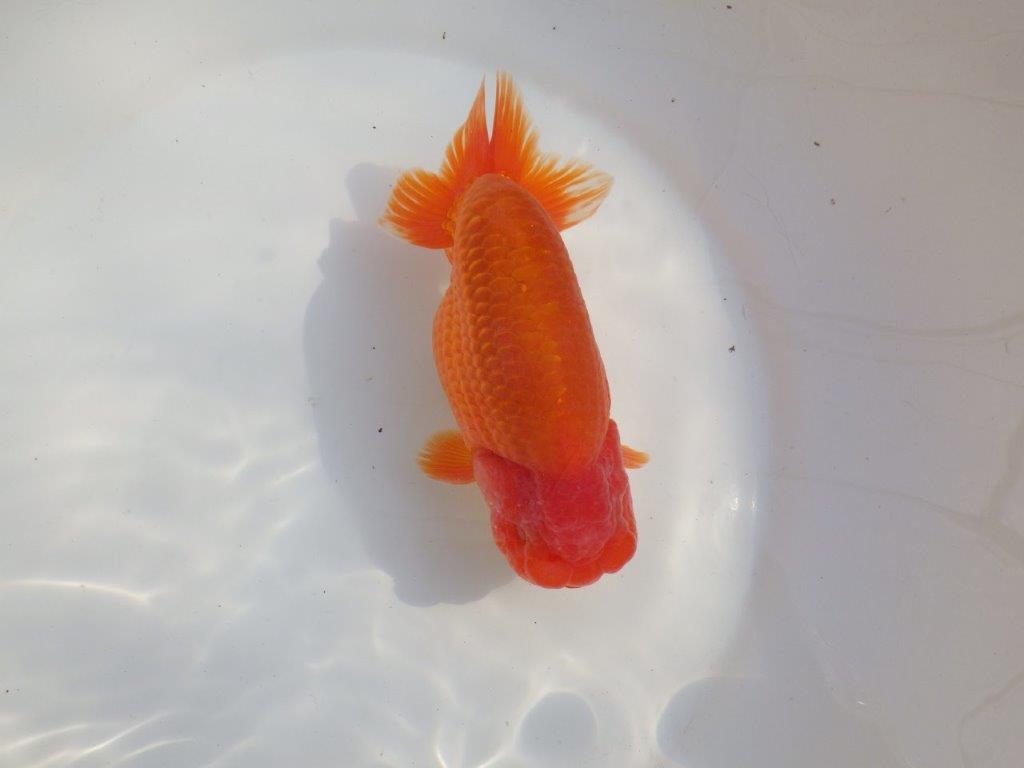 【なおちん金魚氏】成長力のある系統 明け二歳らんちゅうD 約16㎝ オス 背幅あり!