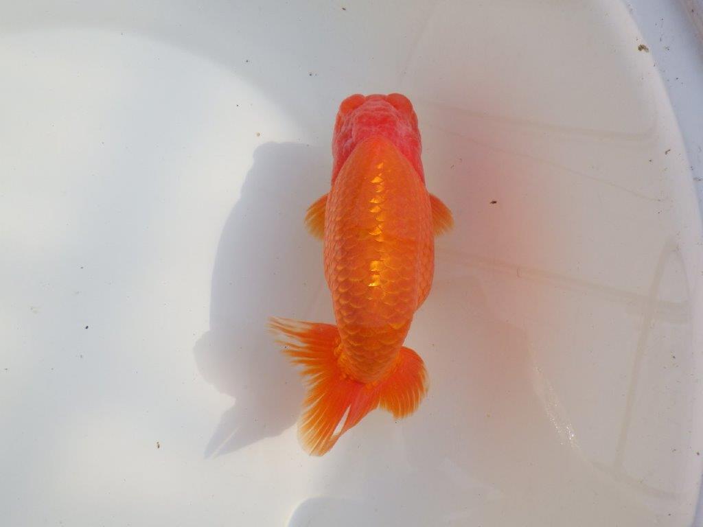 【なおちん金魚氏】成長力のある系統 明け二歳らんちゅうD 約16㎝ オス 背幅あり!