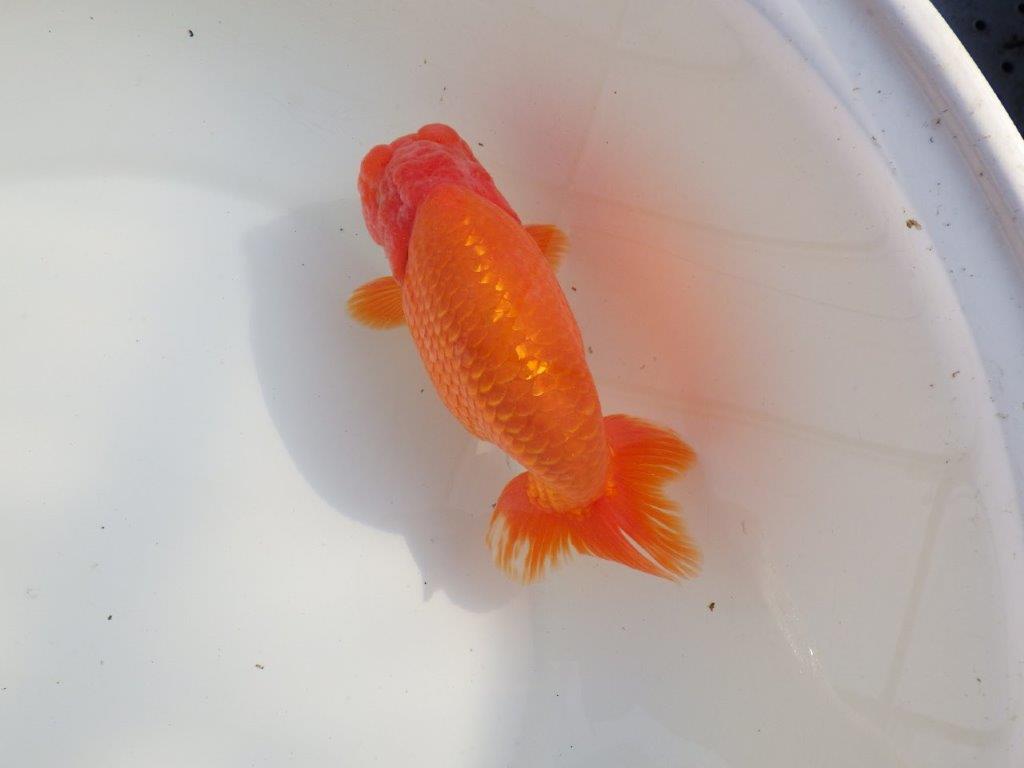 【なおちん金魚氏】成長力のある系統 明け二歳らんちゅうD 約16㎝ オス 背幅あり!