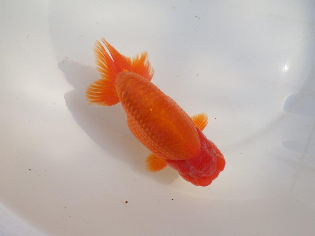 【なおちん金魚氏】成長力のある系統 明け二歳らんちゅうD 約16㎝ オス 背幅あり!