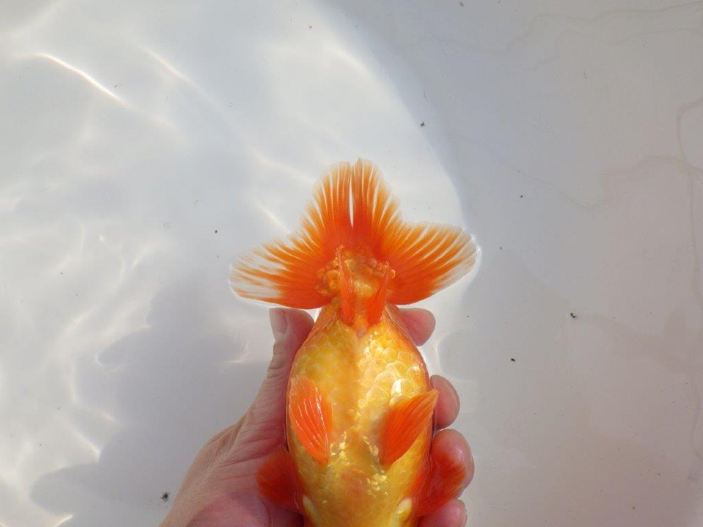 【なおちん金魚氏】成長力のある系統 明け二歳らんちゅうD 約16㎝ オス 背幅あり!
