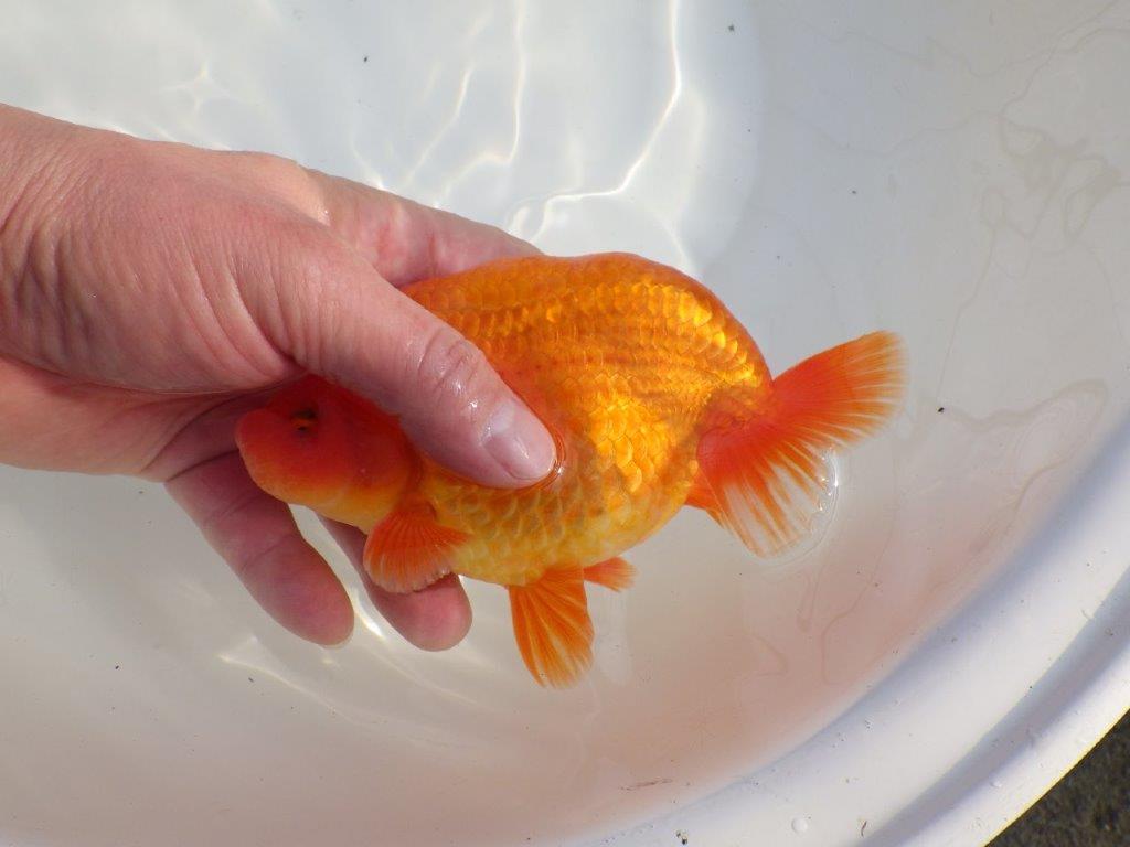 【なおちん金魚氏】成長力のある系統 明け二歳らんちゅうD 約16㎝ オス 背幅あり!
