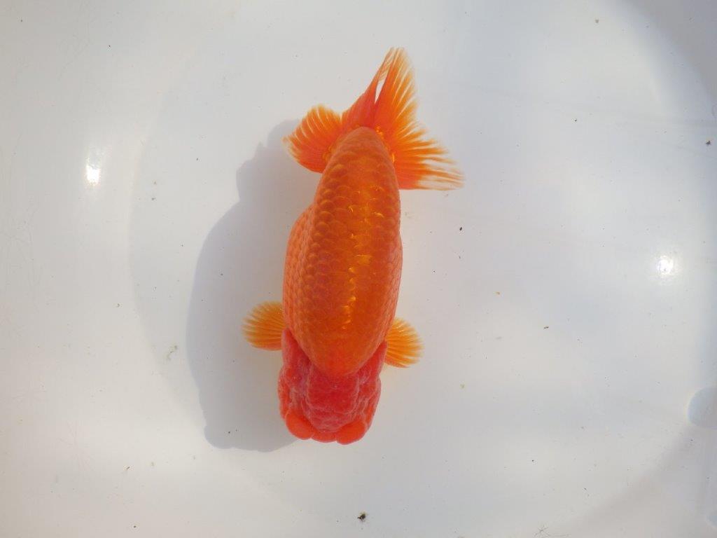 【なおちん金魚氏】成長力のある系統 明け二歳らんちゅうD 約16㎝ オス 背幅あり!
