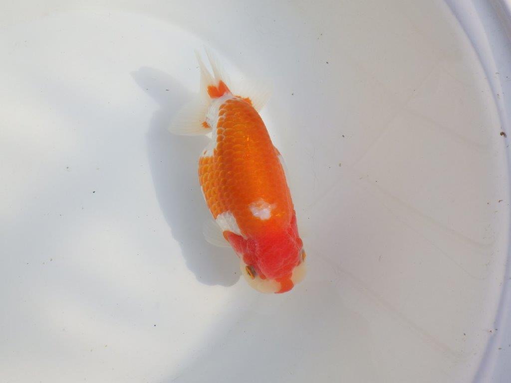 【なおちん金魚氏】成長力のある系統 明け二歳らんちゅうE 約16㎝ メス