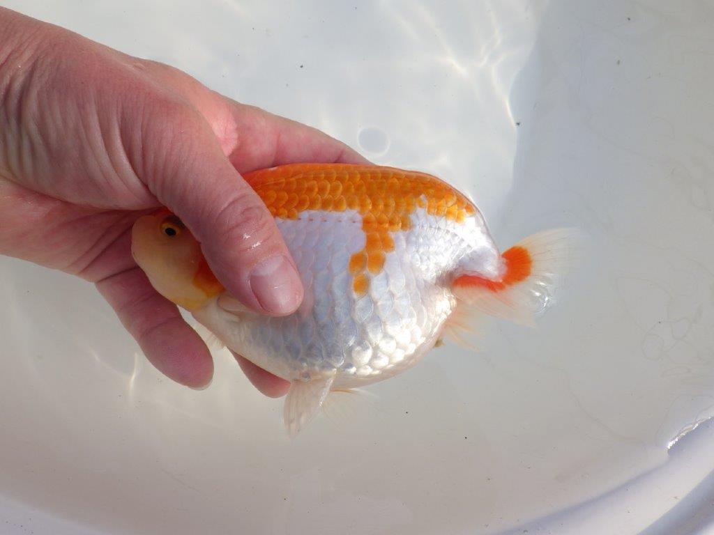 【なおちん金魚氏】成長力のある系統 明け二歳らんちゅうE 約16㎝ メス