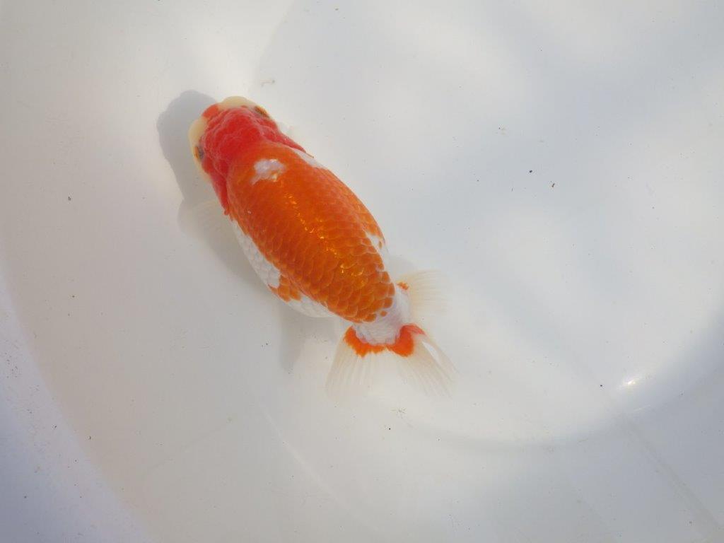 【なおちん金魚氏】成長力のある系統 明け二歳らんちゅうE 約16㎝ メス