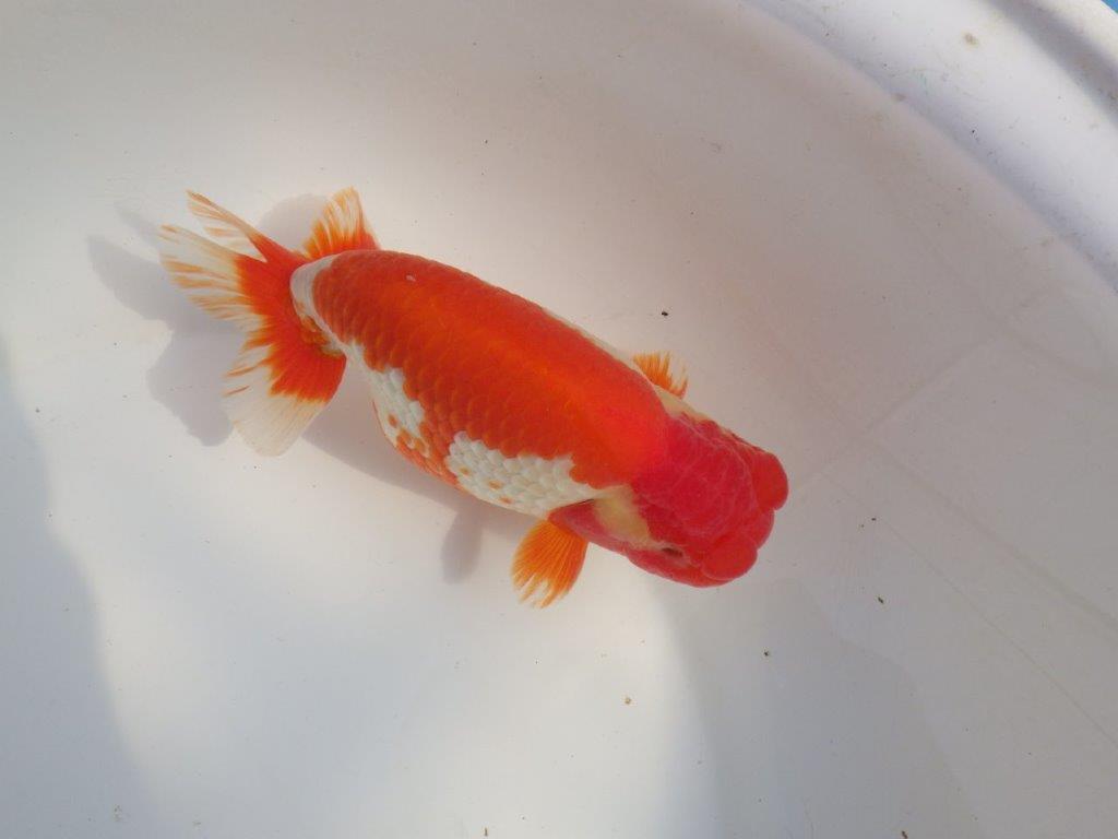 【なおちん金魚氏】成長力のある系統 明け二歳らんちゅうG 約15㎝ オス 映える！
