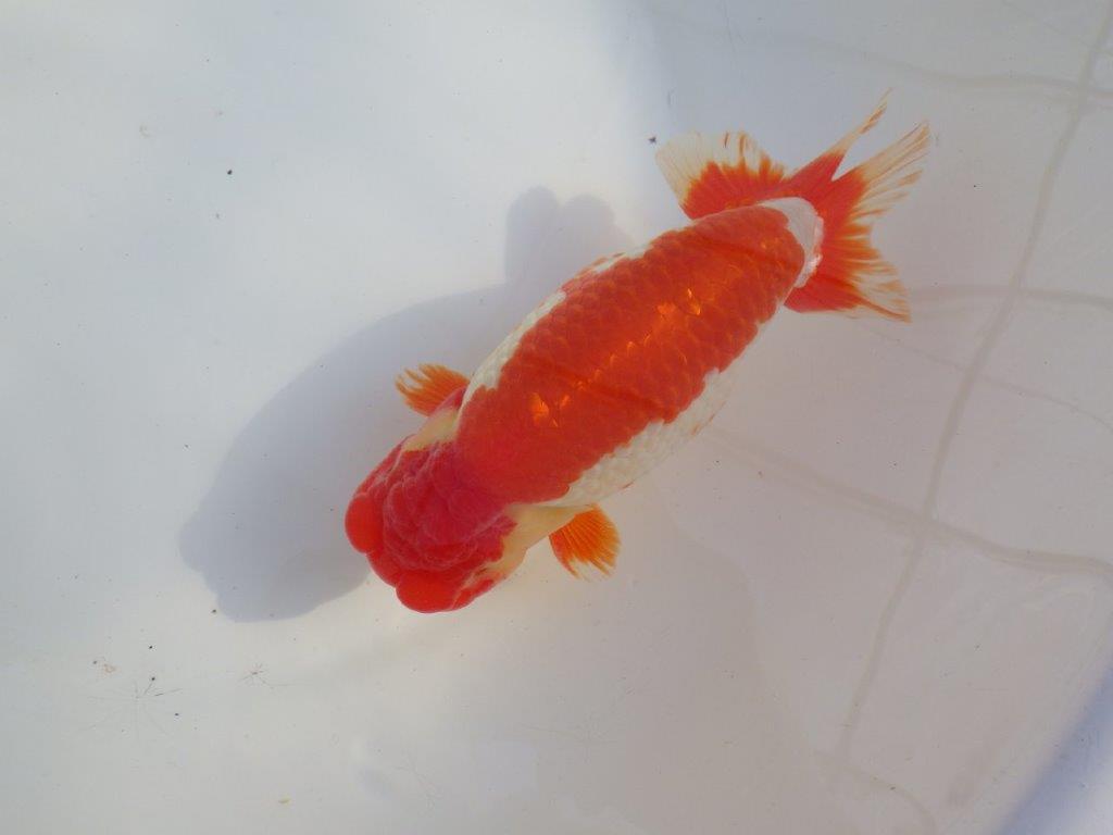 【なおちん金魚氏】成長力のある系統 明け二歳らんちゅうG 約15㎝ オス 映える！