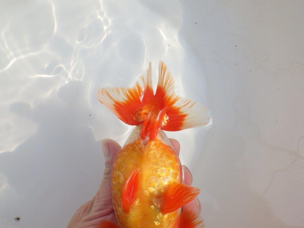【なおちん金魚氏】成長力のある系統 明け二歳らんちゅうG 約15㎝ オス 映える！